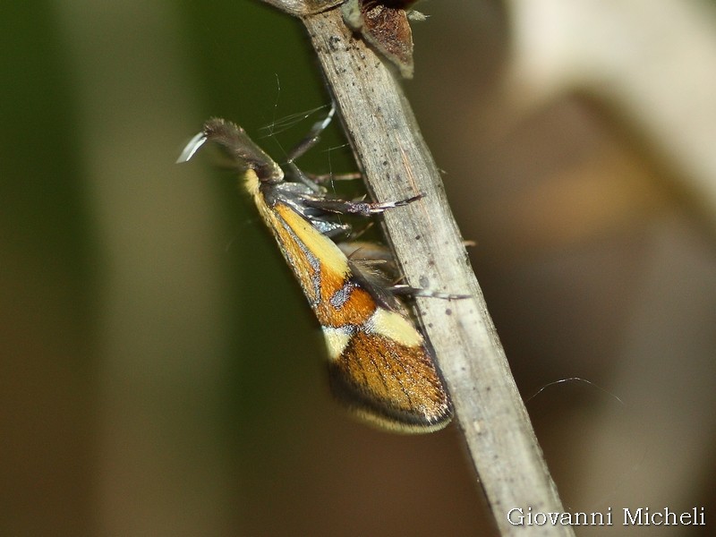 Alabonia geoffrella